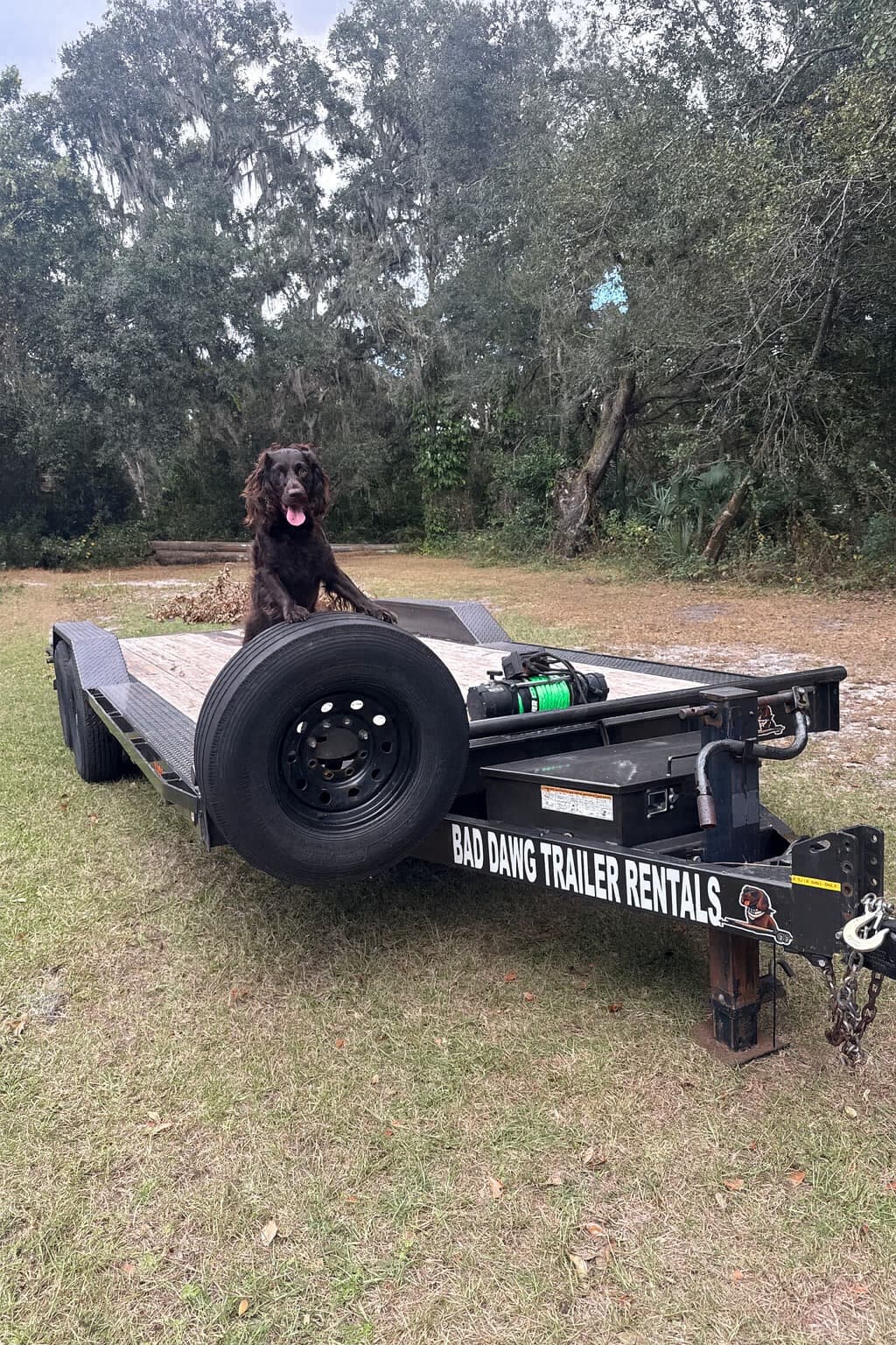 20ft Maxx-D H6X car hauler trailer rental - Bad Dawg branded trailer with mascot in Dover FL